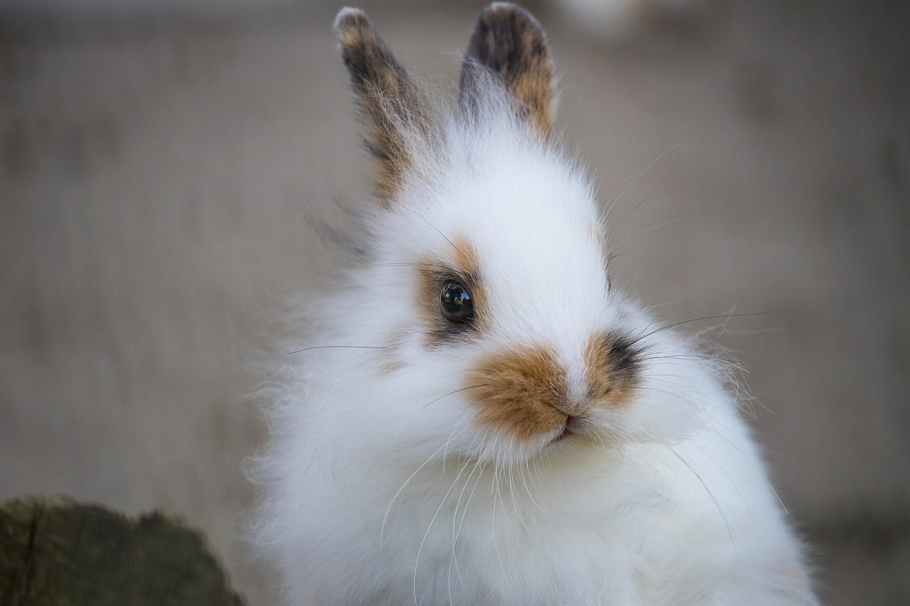 Image for Glacier Rabbit Show