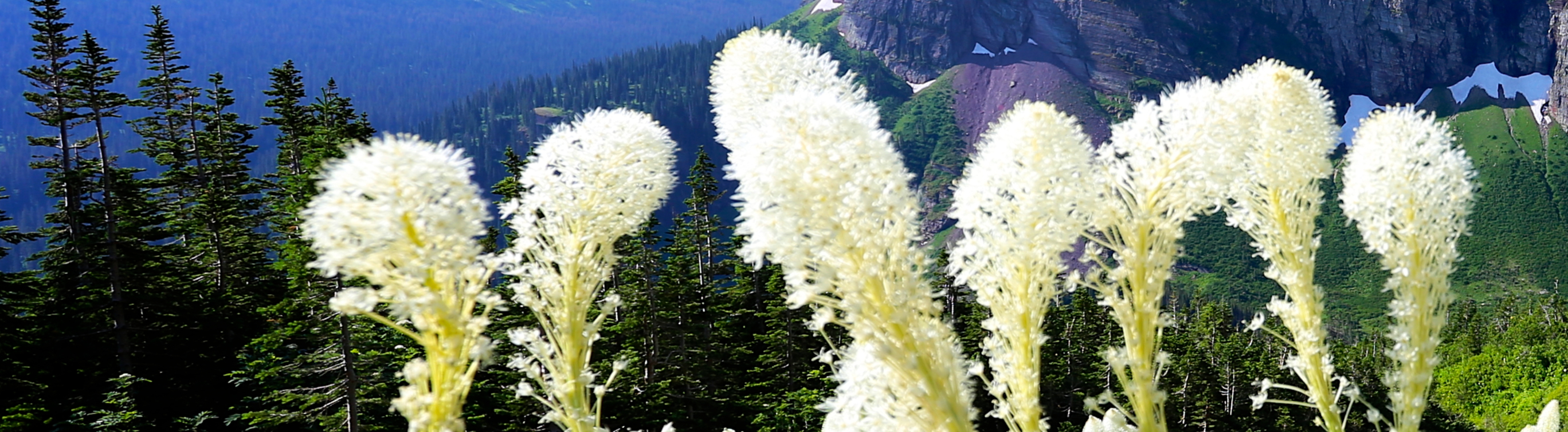 A photograph of mountains in Glacier National Park with Bear Grass in the foreground.